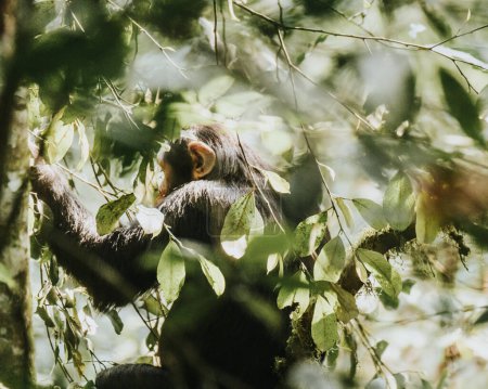 Chimpanzé dans une forêt luxuriante, Ouganda