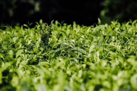 Photo for Lush green tea plantation path under Uganda's blue sky - Royalty Free Image