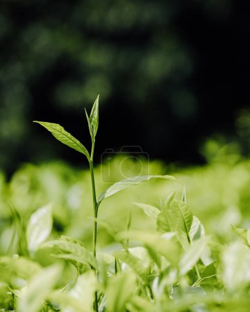 Photo for Lush green tea plantation path under Uganda's blue sky - Royalty Free Image