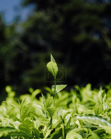 Saftig grüne Teeplantagen unter Ugandas blauem Himmel