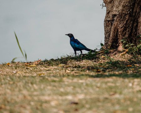 Iridescent blue starling at rest in natural habitat