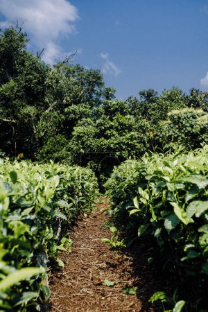 Exuberante camino de plantación de té verde bajo el cielo azul de Uganda