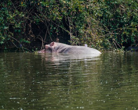 Foto de Hippopotamus in Kazinga Channel in Queen Elizabeth National Park, Uganda, - Imagen libre de derechos