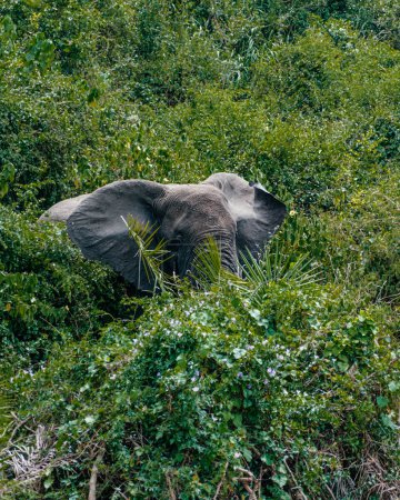 Foto de Elefante africano en exuberantes arbustos verdes en el Parque Nacional Reina Isabel, Uganda - Imagen libre de derechos