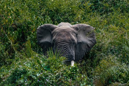 Foto de Elefante africano en exuberantes arbustos verdes en el Parque Nacional Reina Isabel, Uganda - Imagen libre de derechos