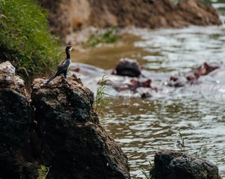  Cormorant et hippopotames partagent le canal Kazinga serein