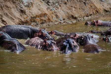 Foto de Hippopotamus Fighting in Kazinga Channel in Queen Elizabeth National Park, Uganda, - Imagen libre de derechos