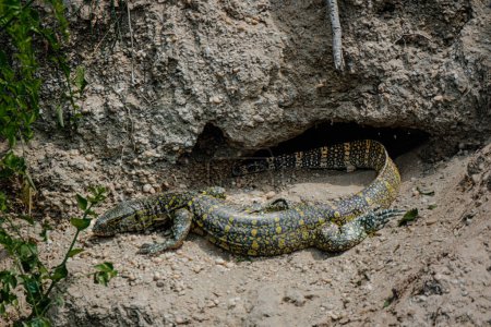 Monitor lizard emerging from its burrow, Kazinga Channel, Uganda
