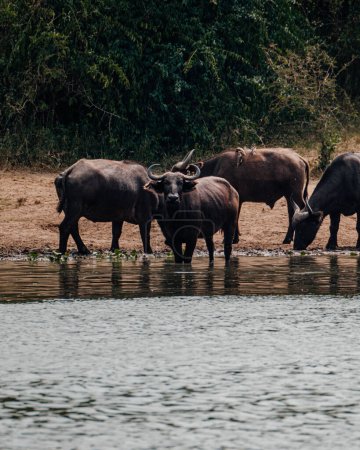 Troupeau de buffles africains rassemblés dans un trou d'eau ougandais
