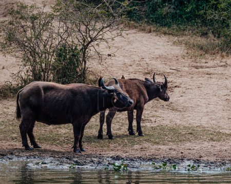 Eine Herde afrikanischer Büffel versammelt sich an einem ugandischen Wasserloch