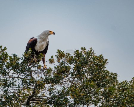 Photo for Perched African Fish Eagle surveying the Ugandan landscape - Royalty Free Image