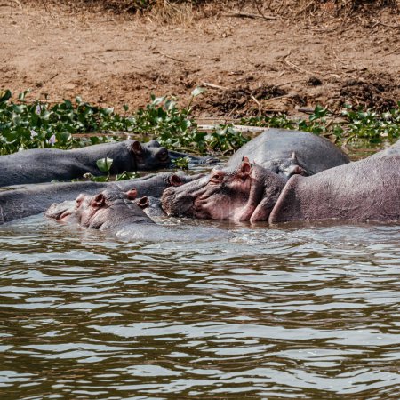Foto de Grupo de Hipopótamos en el Canal de Kazinga en el Parque Nacional Reina Isabel, Uganda, Albino Hipopótamo - Imagen libre de derechos