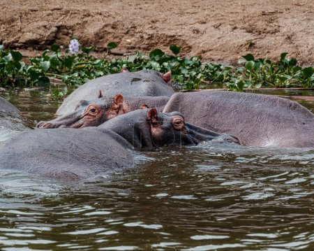 Foto de Grupo de Hipopótamos en el Canal de Kazinga en el Parque Nacional Reina Isabel, Uganda, Albino Hipopótamo - Imagen libre de derechos