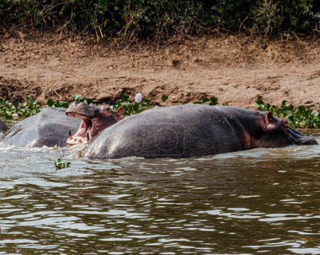 Foto de Hippopotamus Fighting in Kazinga Channel in Queen Elizabeth National Park, Uganda, - Imagen libre de derechos