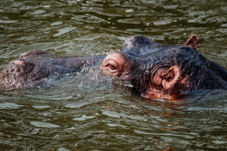 Foto de Hippopotamus in Kazinga Channel in Queen Elizabeth National Park, Uganda, - Imagen libre de derechos