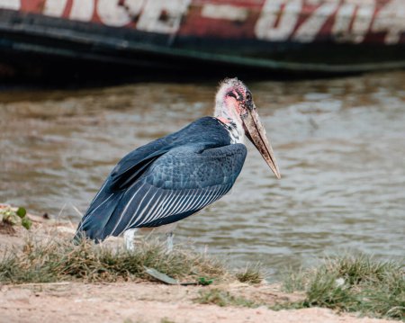 Cigüeña de Marabú se encuentra junto al río, un pájaro ugandés único