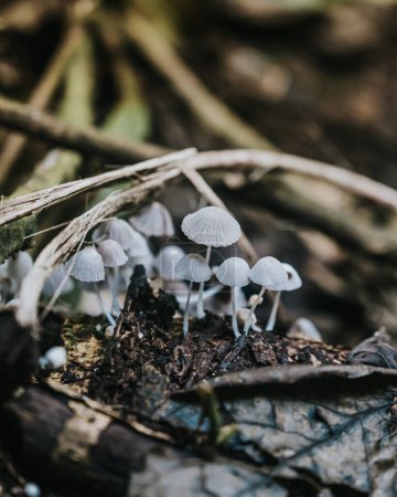 Zarte Pilze gedeihen auf dem Waldboden in Uganda