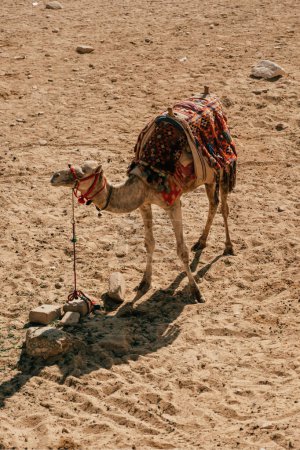 Photo for Camel in Giza Pyramid Complex, Egypt - Royalty Free Image