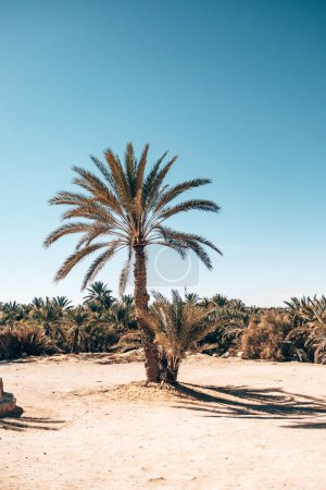 Palmiers à côté de la montagne des morts à Siwa Oasis, Egypte