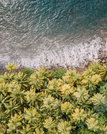 Aerial view of lush palm trees and waves crashing on the shore in Martinique