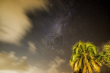 A stunning night sky in Martinique featuring the Milky Way and a lush palm tree in the foreground. 