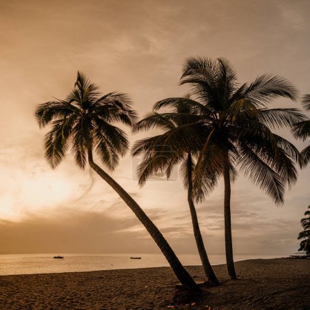 A tranquil sunset on a pristine beach in Martinique, featuring silhouetted palm trees and calm waters. 