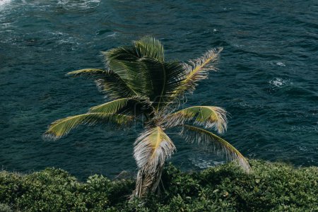 Lone palm tree on a coastal cliff overlooking the ocean in Martinique, capturing the tropical serenity and natural beauty of the Caribbean island.