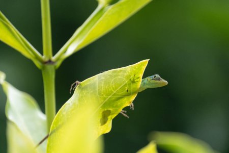 Green anolis lizard on a leaf in Martinique	