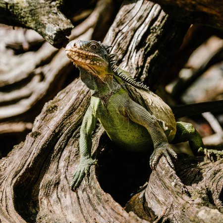 Iguana vert des Antilles sur l'île Chancel - Martinique