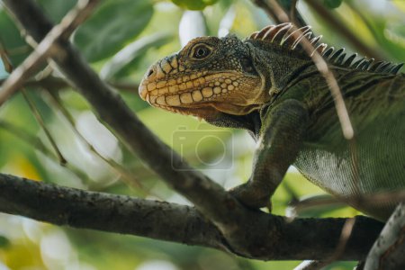 Iguana verde antillana menor en la isla Chancel - Martinica