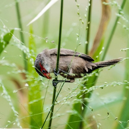 Close-up of a Common Waxbill perched on grass stems in Martinique, highlighting the island's rich birdlife and natural beauty