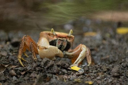 Gros plan d'un crabe des terres en Martinique, mettant en lumière la faune unique et diversifiée de l'île.
