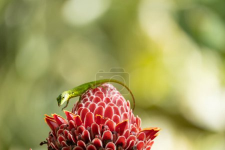 Lézard anolis vert sur une fleur en Martinique