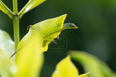 Green anolis lizard on a leaf in Martinique	