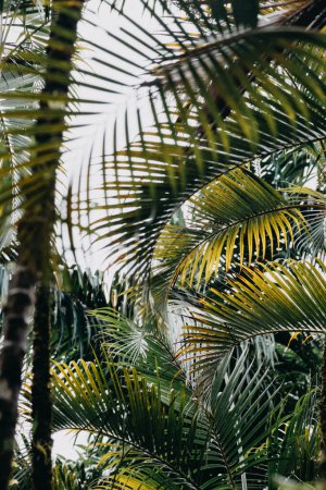Primer plano de frondas de palmeras exuberantes en Martinica, mostrando el follaje tropical vibrante de la isla y la belleza natural