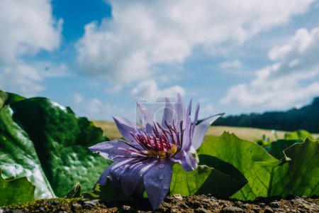 Beautiful purple water lily with green leaves and dew drops in Martinique, showcasing the island's vibrant flora and natural beauty under a clear blue sky