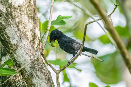Black bird perched on a tree branch with green fruit in Martinique, showcasing the island's diverse wildlife and natural beauty