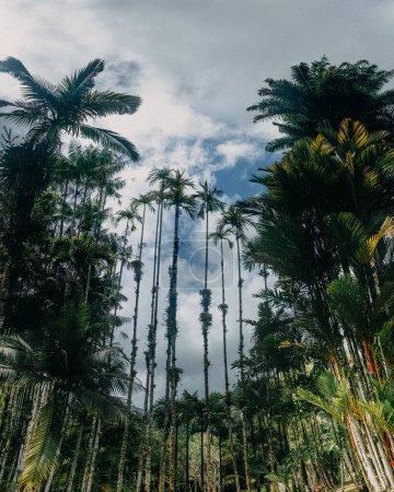 Tall palm trees reaching towards the sky in Martinique, highlighting the island's lush tropical landscape and natural beauty