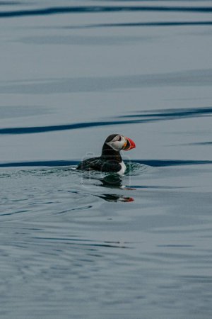 Puffin floating on calm waters in Longyearbyen, Svalbard