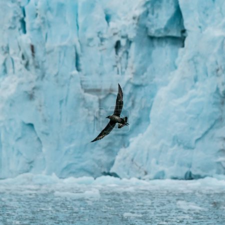 Bird flying against glacier backdrop in Longyearbyen, Svalbard