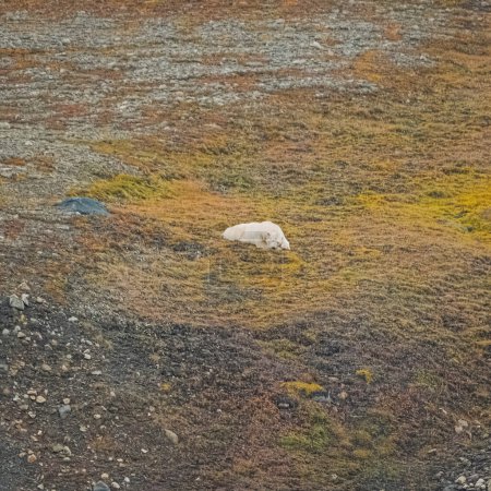 Polar bear resting on tundra in Longyearbyen, Svalbard