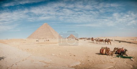 Des chameaux mangent devant la pyramide à Gizeh, en Égypte
