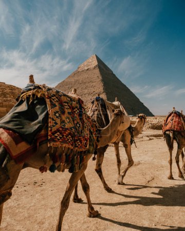 Foto de Camello en Complejo Piramidal de Giza, Egipto - Imagen libre de derechos
