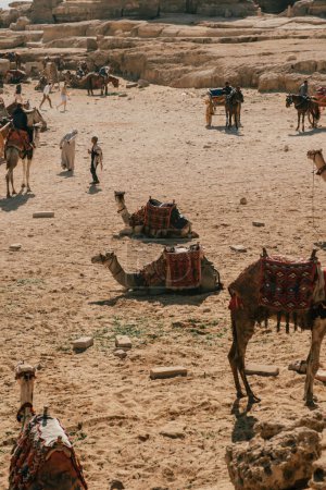 Foto de Camello en Complejo Piramidal de Giza, Egipto - Imagen libre de derechos