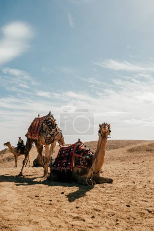 Photo for Camel in Giza Pyramid Complex, Egypt - Royalty Free Image