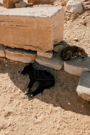 Two dogs resting in the shade of ancient stones in Saqqara, Egypt