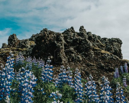 Ein faszinierender Blick auf eine vulkanische Landschaft in Vestmannaeyjar (Westmännerinseln), Island, mit zerklüfteten Lavagesteinen und blühenden Lupinenfeldern.