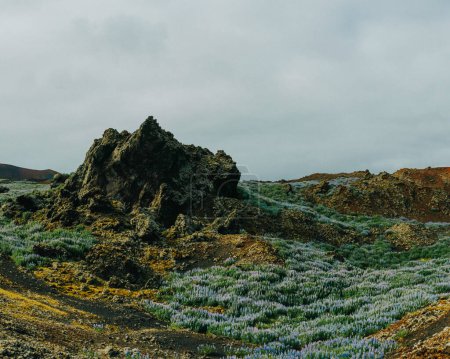 A captivating view of a volcanic landscape in Vestmannaeyjar (Westman Islands), Iceland, with rugged lava rocks and fields of blooming lupines.