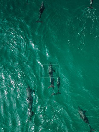 Delfine schwimmen anmutig im türkisfarbenen Wasser nahe Shoab Beach, Sokotra, Jemen. 