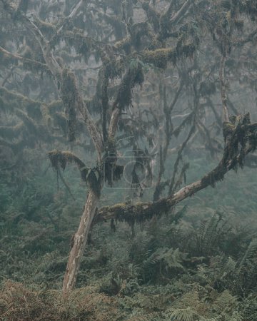 Téléchargez les photos : Un brouillard dense enveloppe une forêt luxuriante sur le volcan Chico, Isla Isabela, dans les îles Galapagos, en Équateur. - en image libre de droit